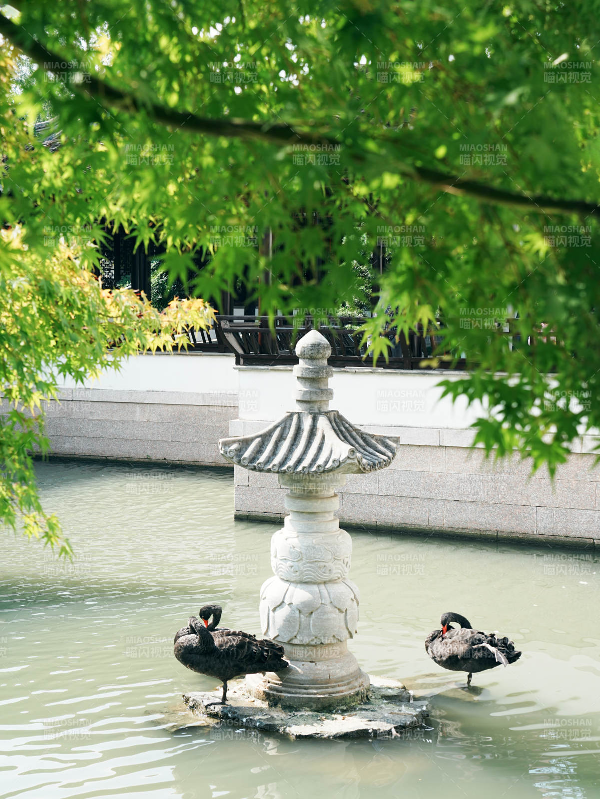 池中石灯与黑天鹅图片