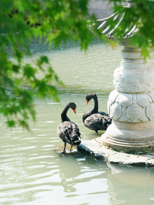 池畔双天鹅 静谧如画图片