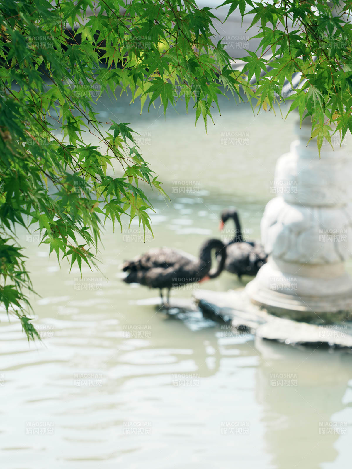 池畔黑天鹅与绿叶相映图片