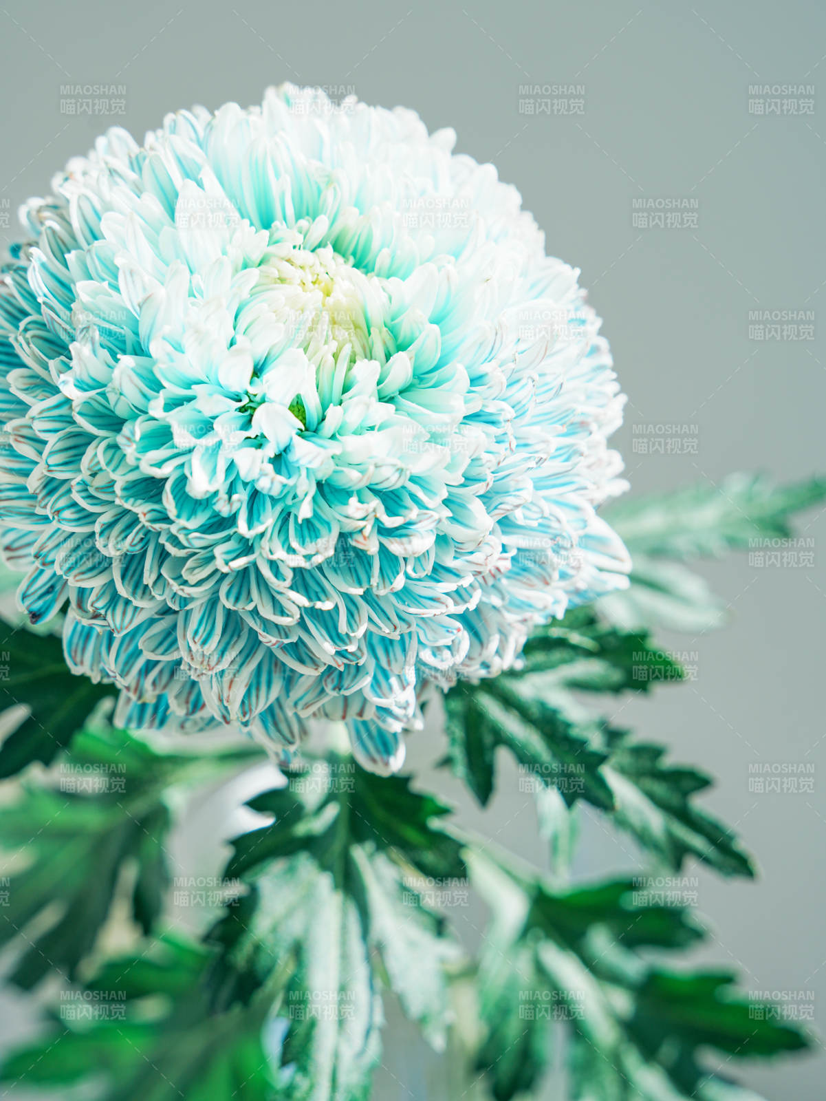 蓝白渐变菊花特写图片