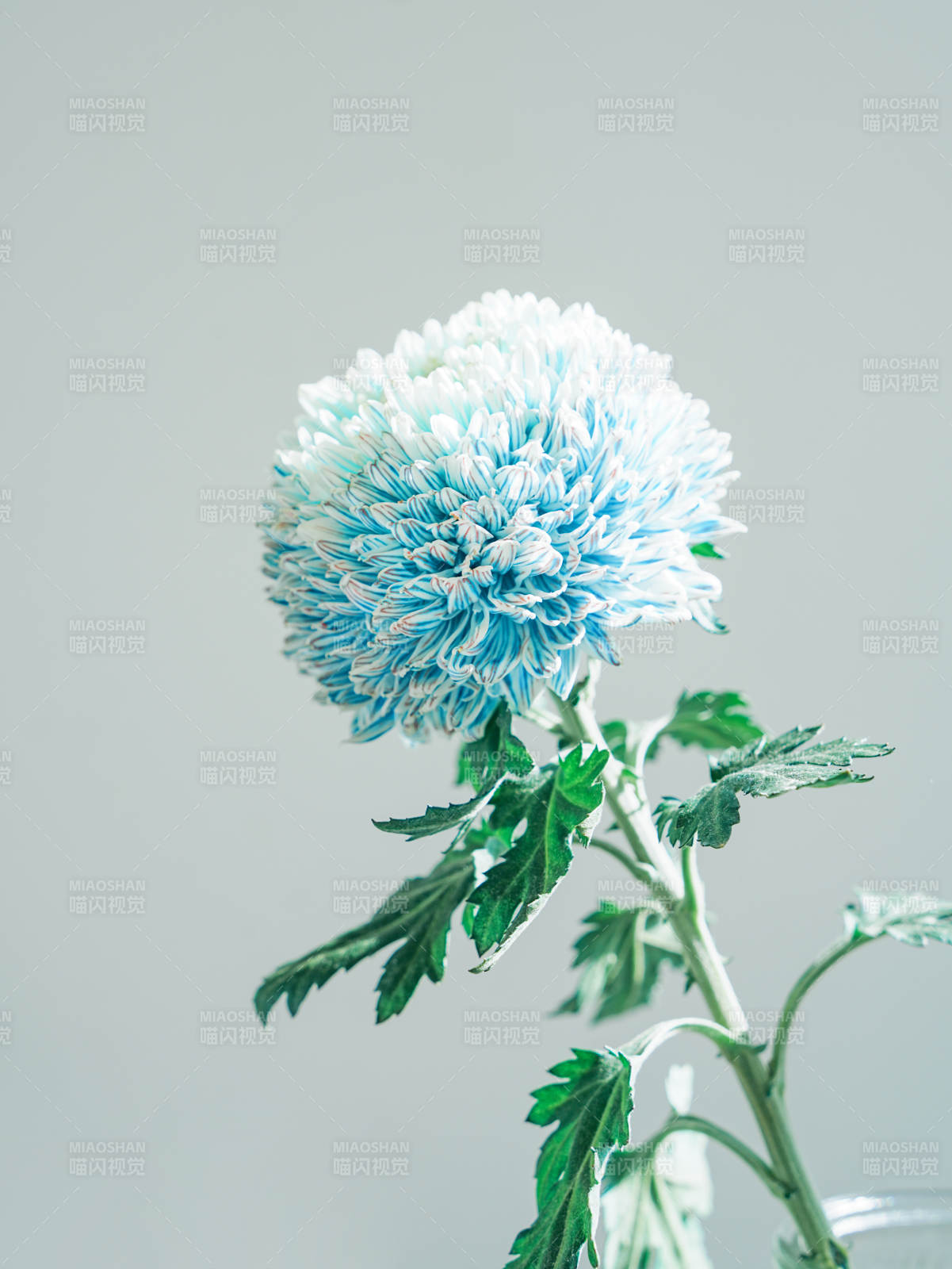 蓝色菊花静谧之美图片