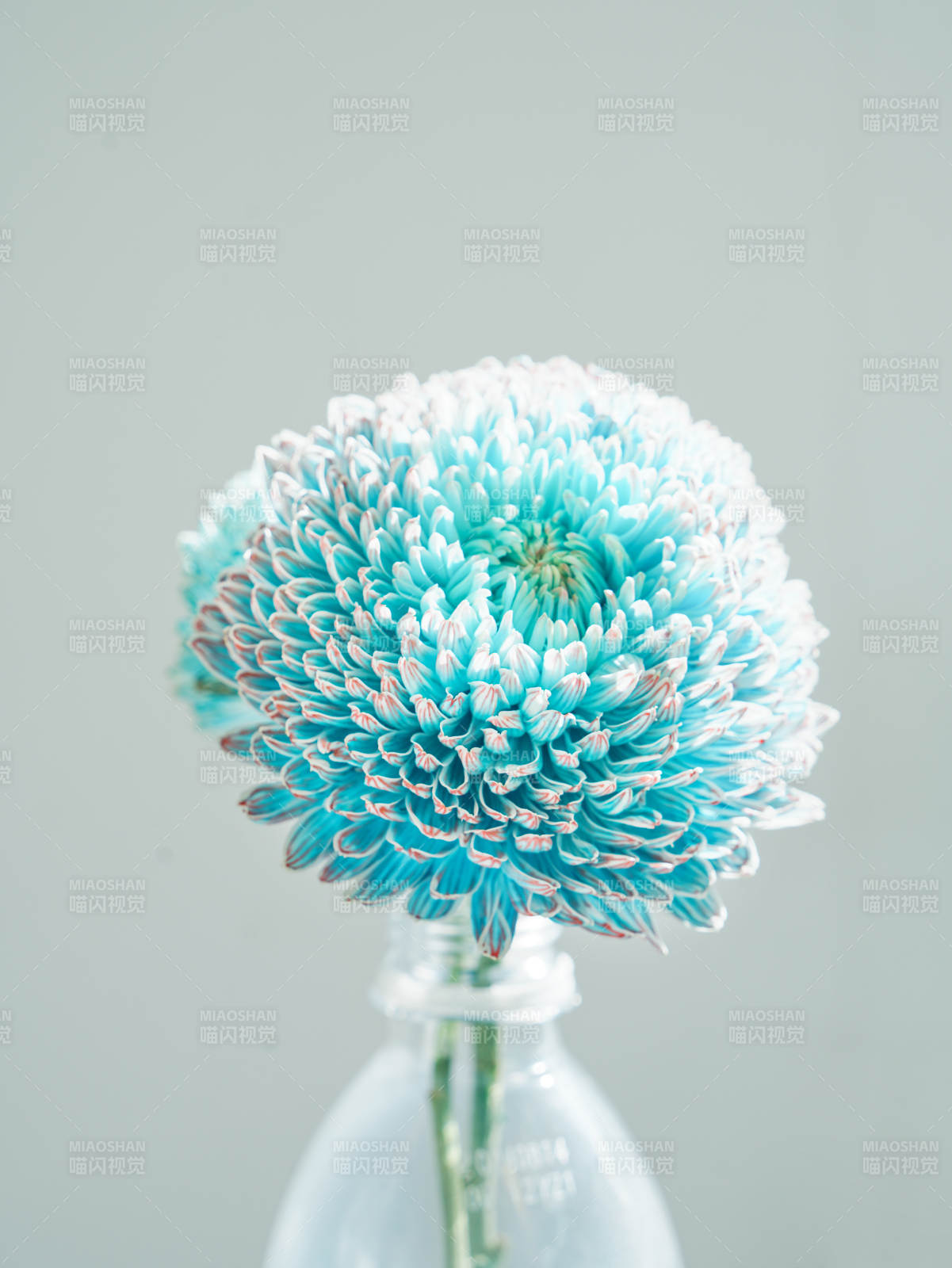 蓝白相间的菊花特写图片