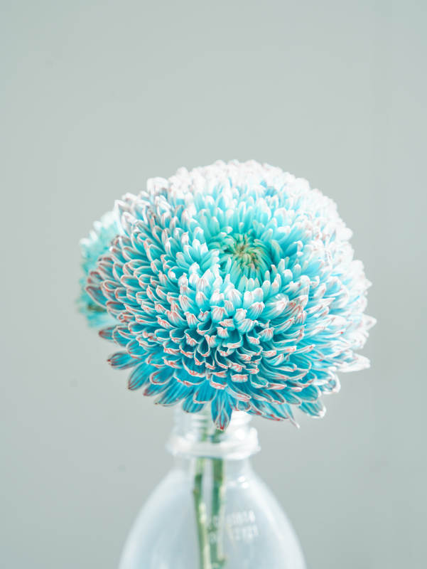 蓝白相间的菊花特写图片