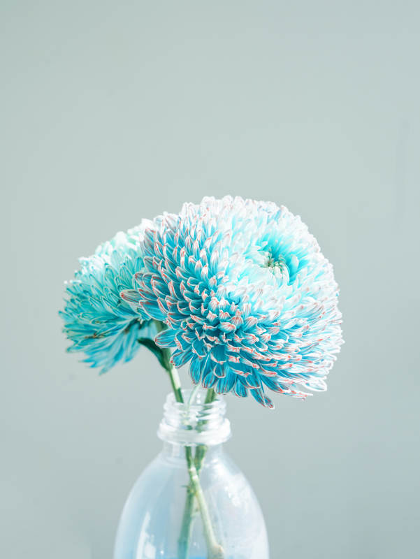 蓝色菊花瓶中绽放图片