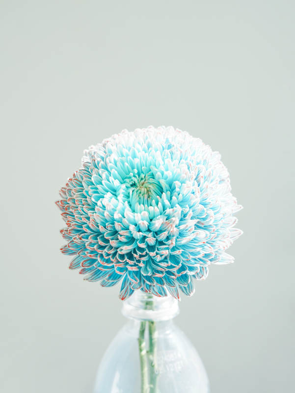 蓝色菊花静谧之美图片