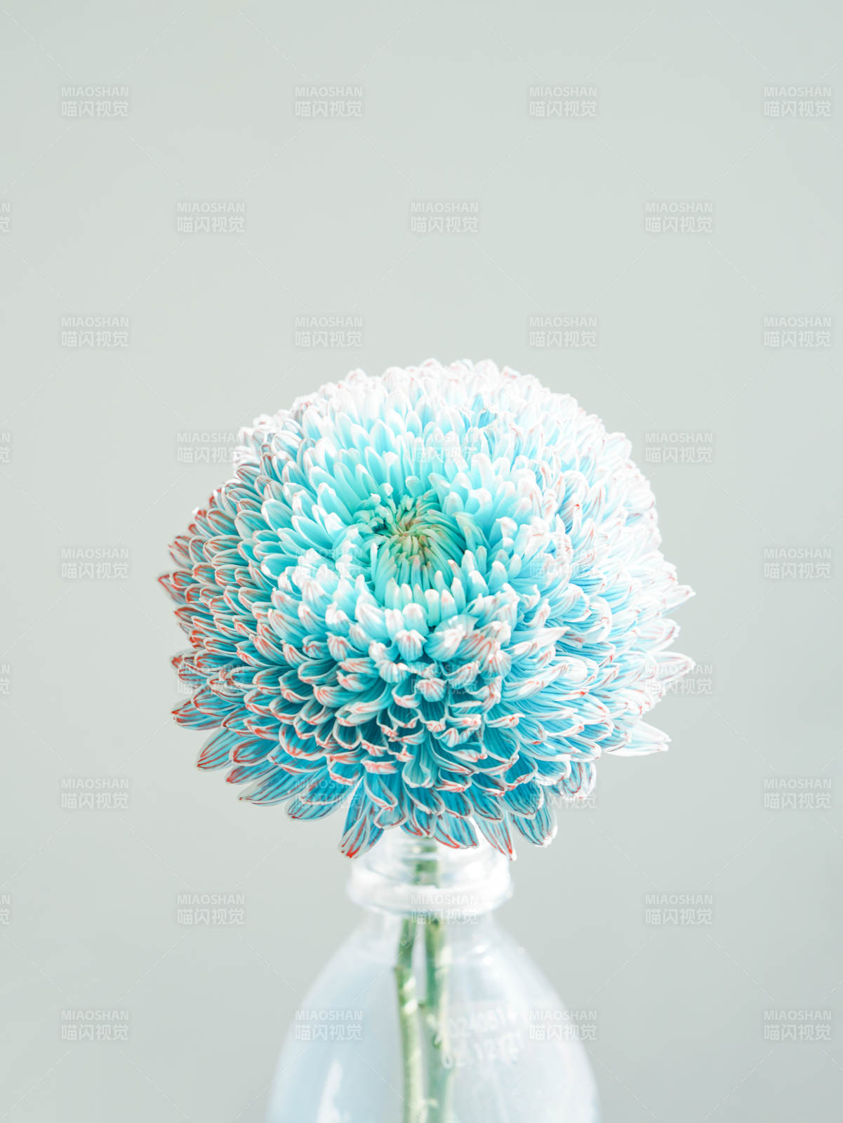 蓝色菊花静谧之美图片