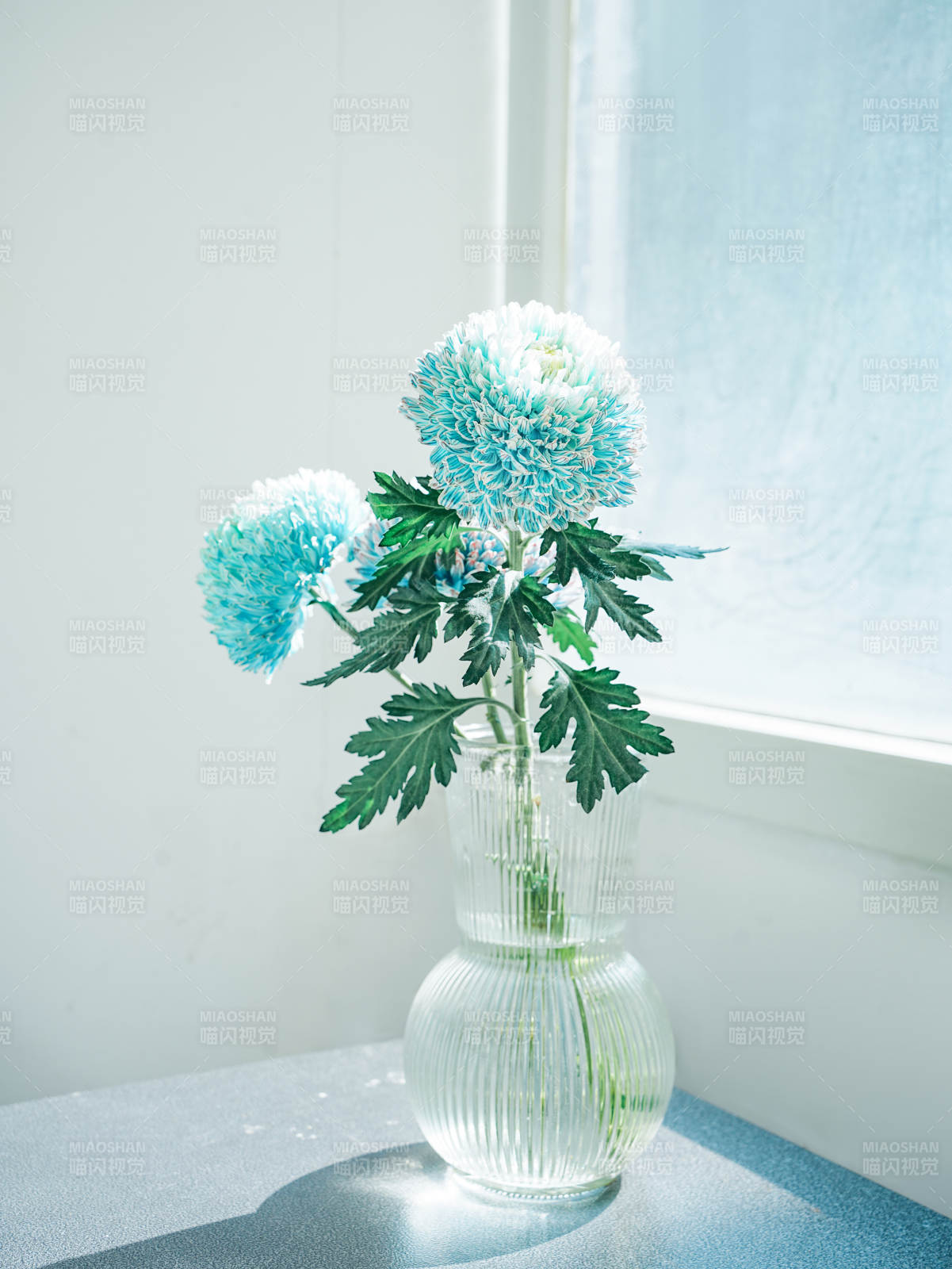 窗边蓝菊静谧时光图片