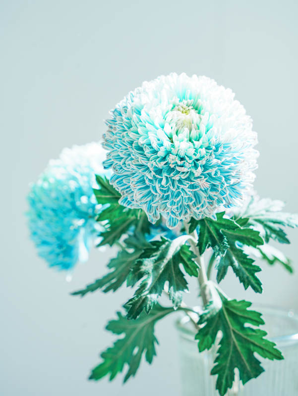 蓝白菊花静谧之美图片