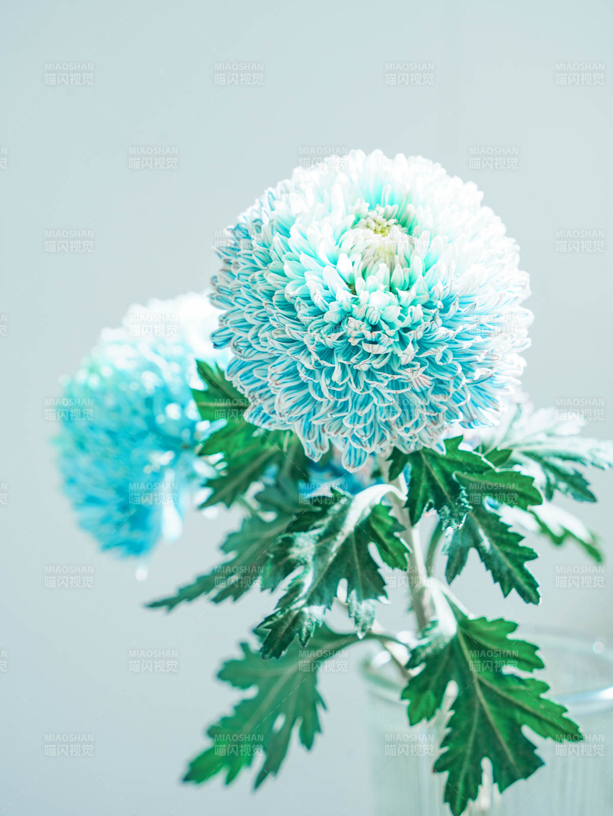 蓝白菊花静谧之美图片