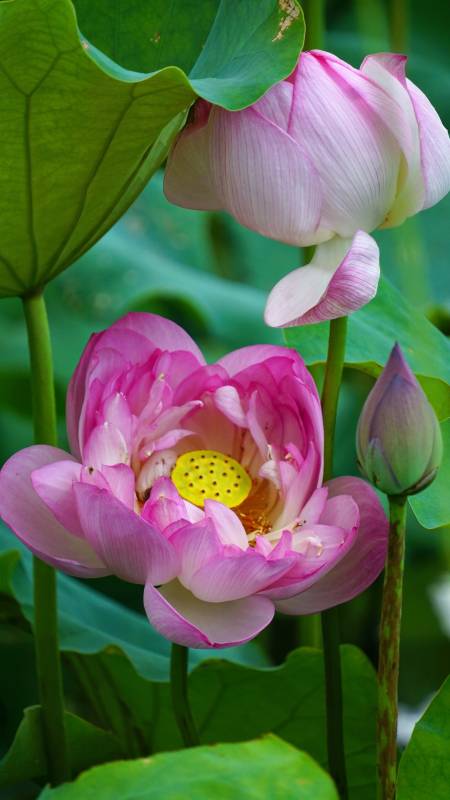 粉色莲花绽放 绿叶相伴图片