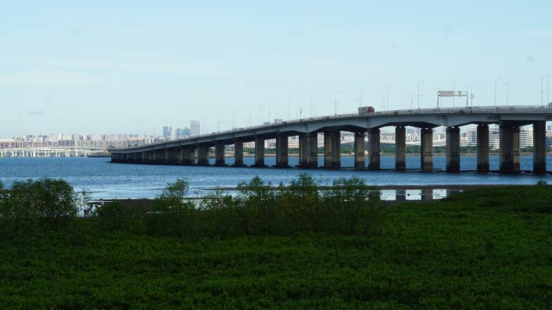厦门跨海大桥与绿植前景图片
