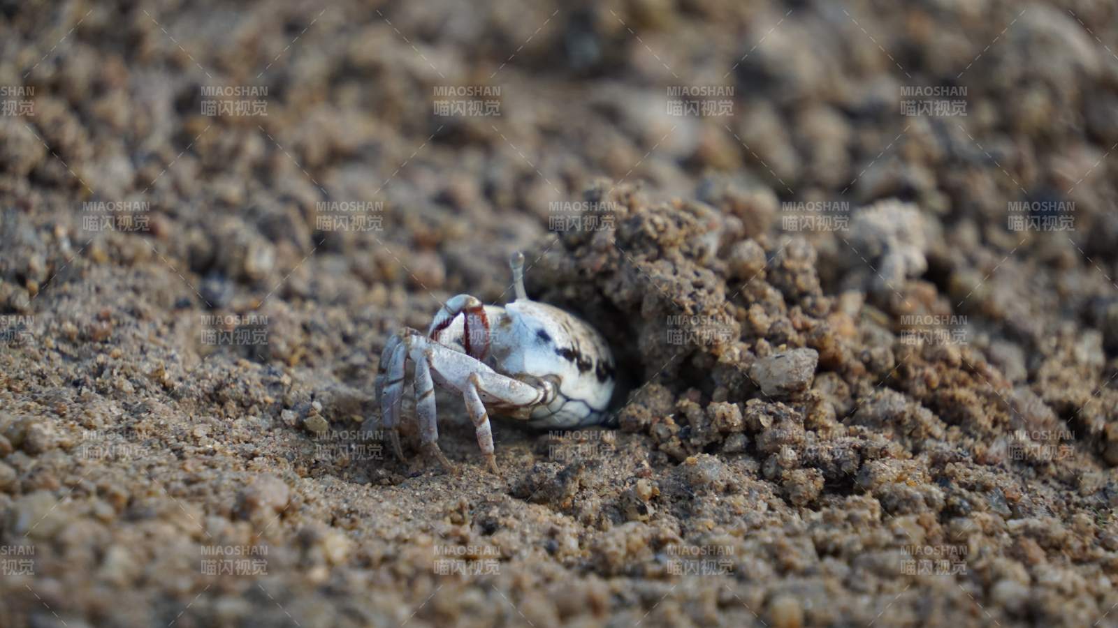 沙滩上的小螃蟹图片
