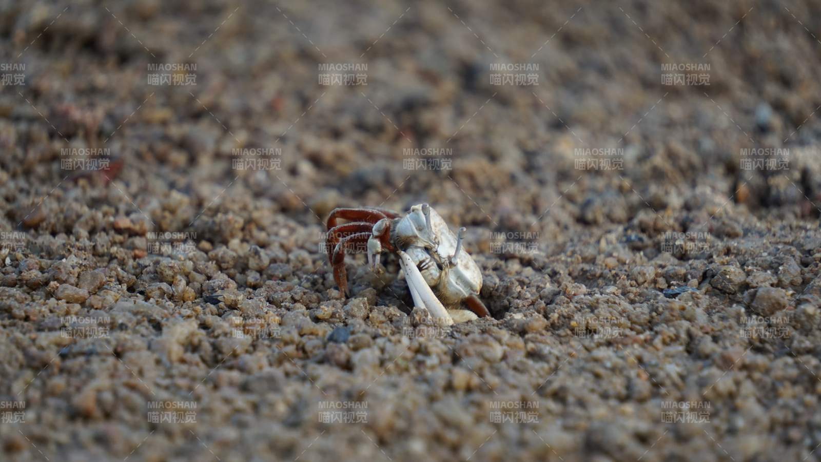 沙滩上的小螃蟹图片