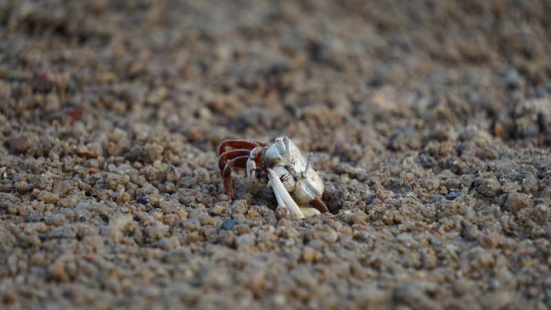 沙滩上的小螃蟹图片