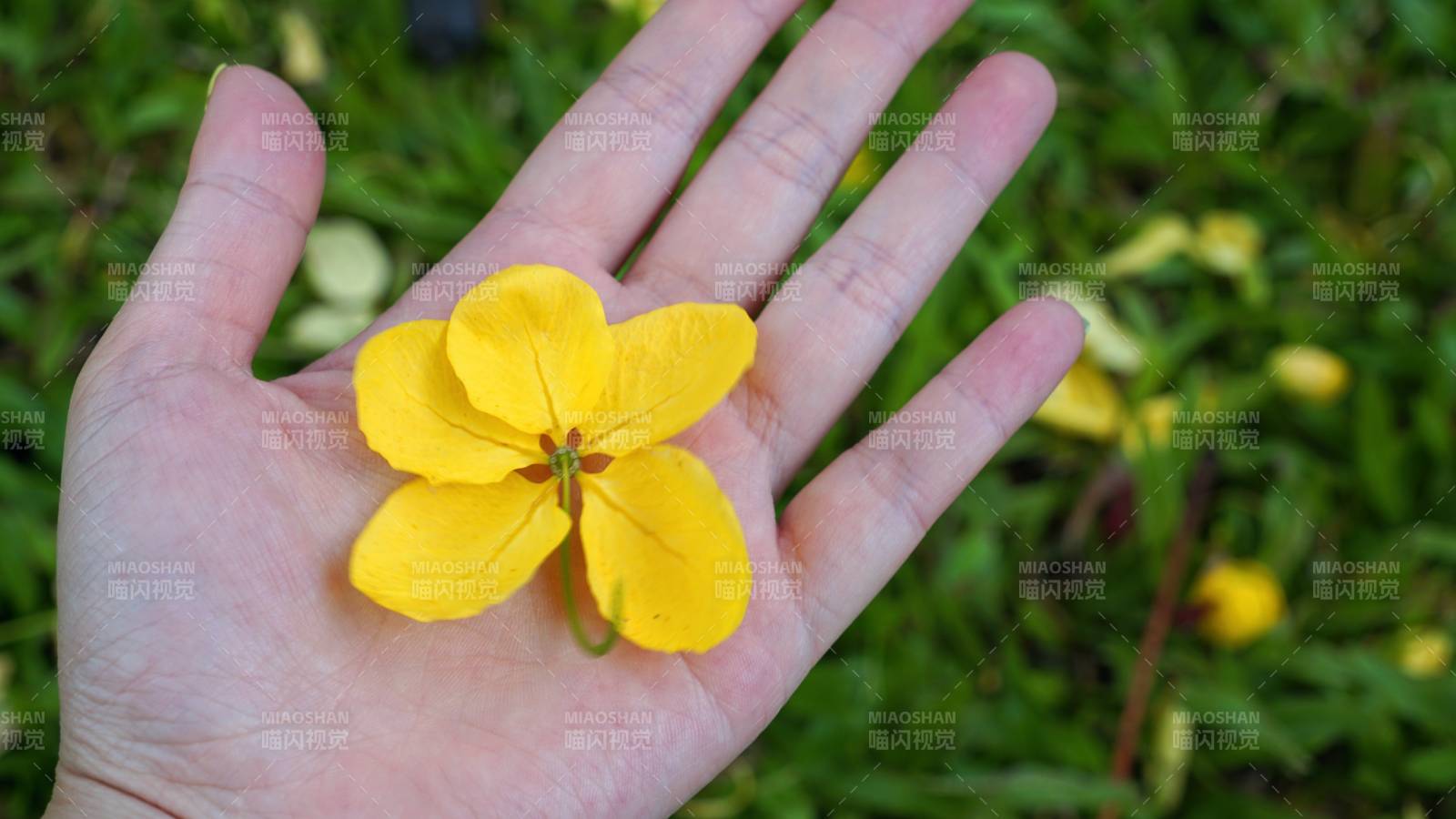 手心捧着一朵黄色小花图片