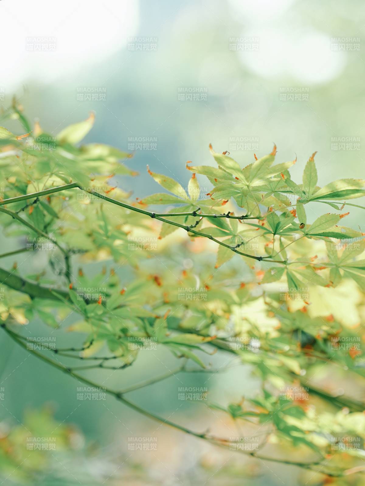 绿叶轻舞 春意盎然图片