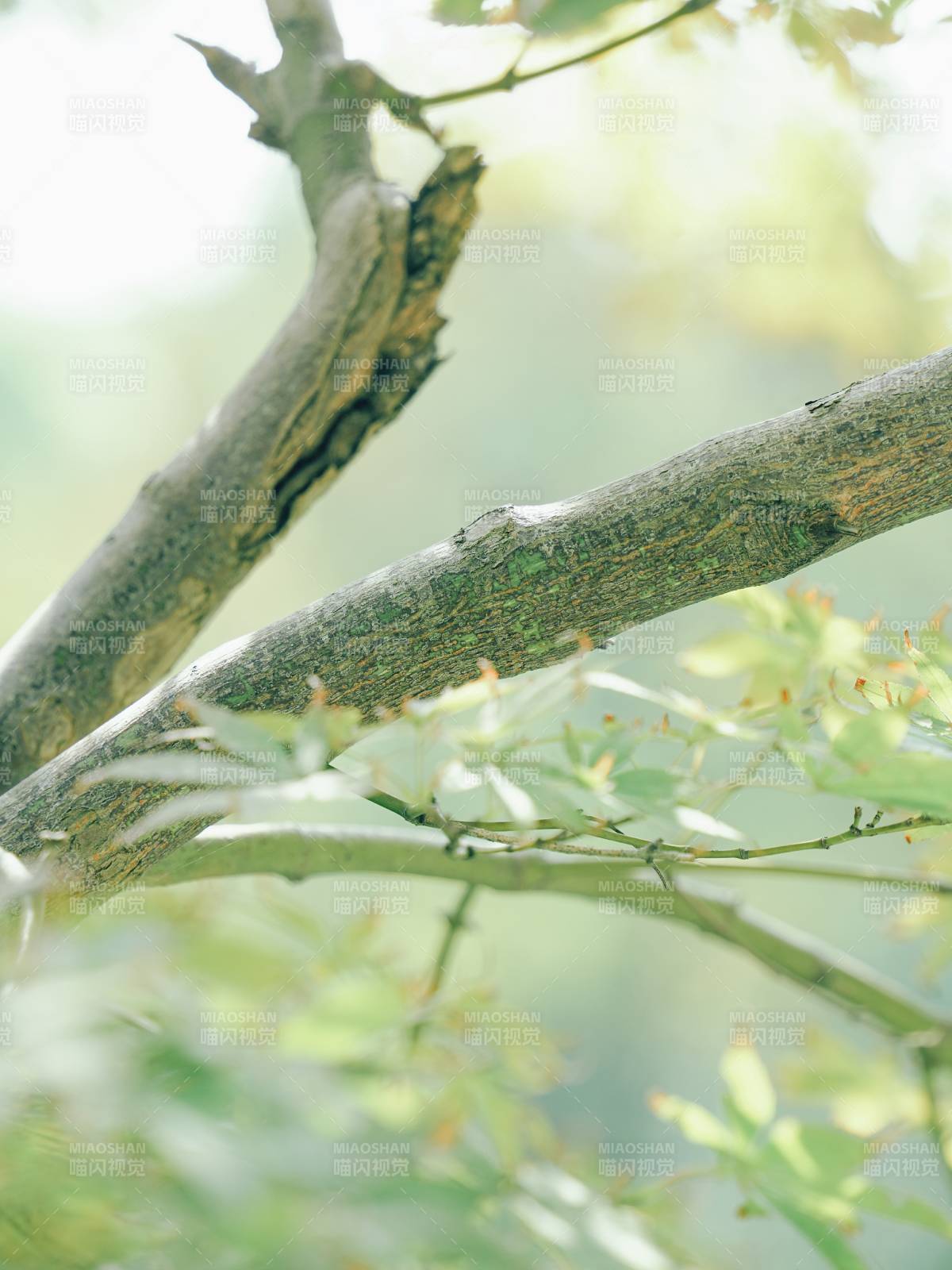 树影婆娑 绿意盎然图片