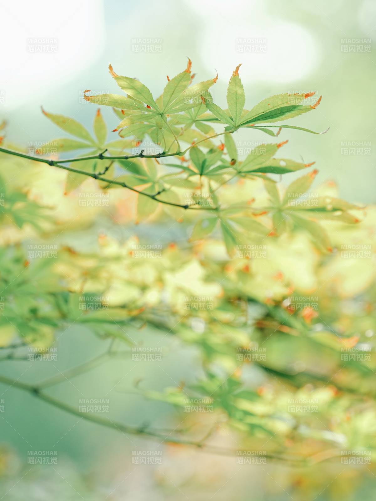 绿叶轻舞 春意盎然图片