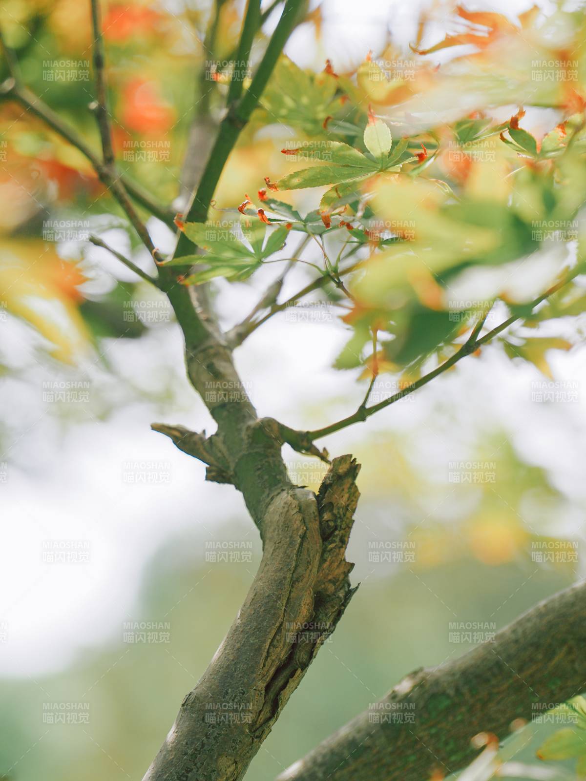 秋日枝头 绿黄交织图片