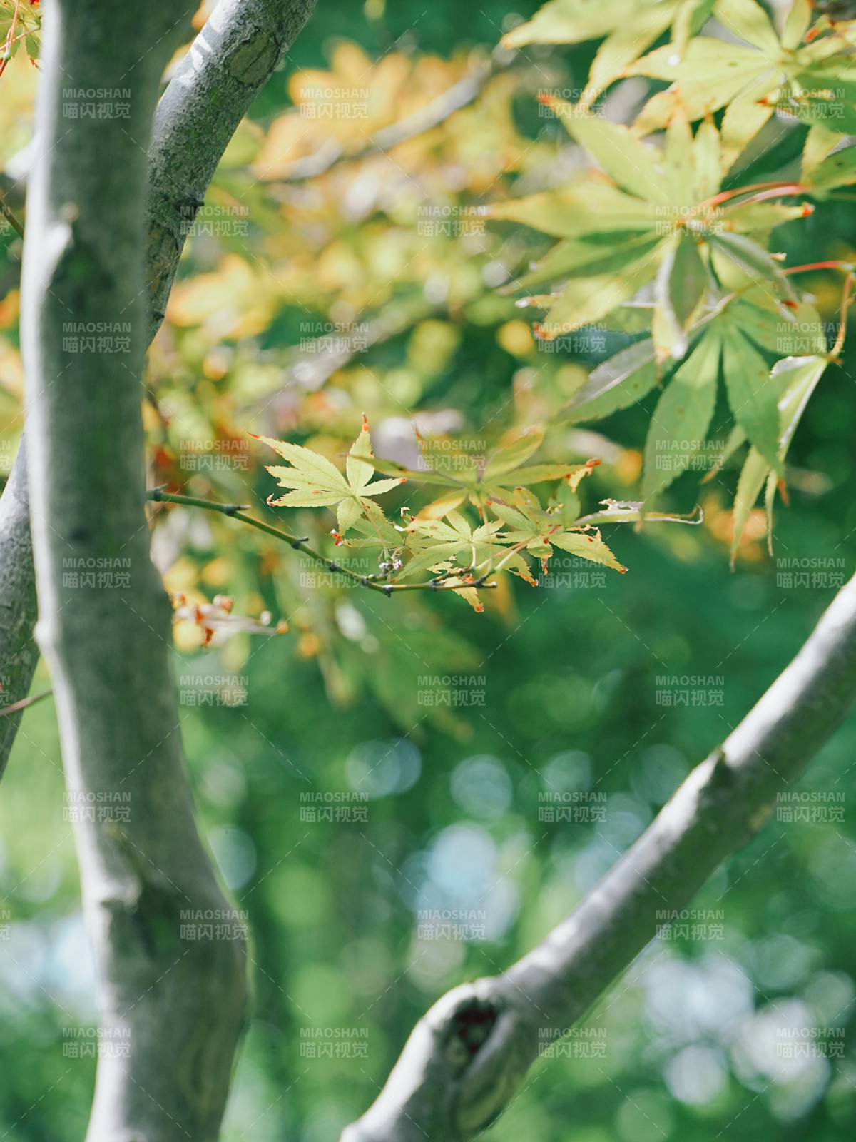 绿叶映枝 自然之美图片