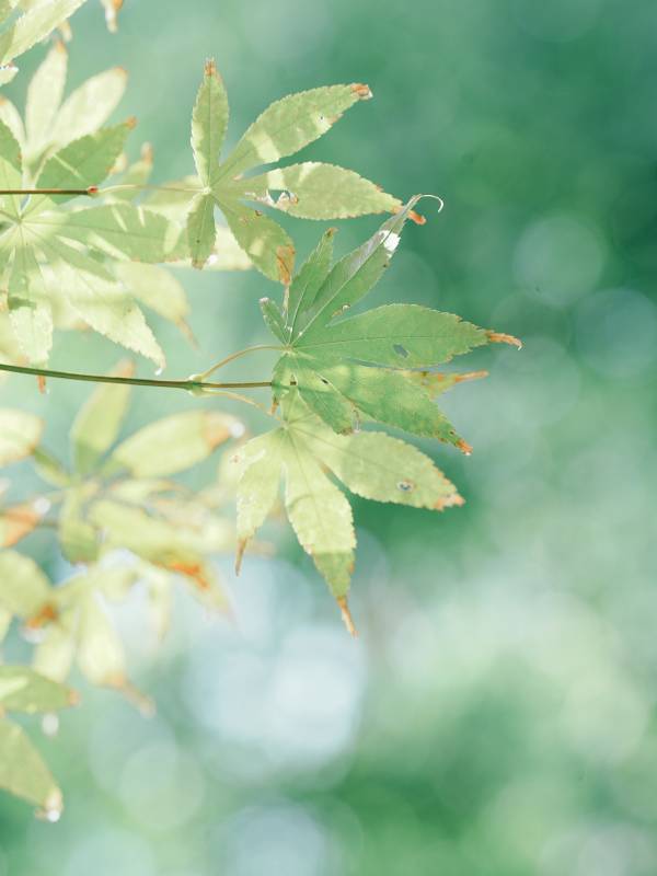 绿叶轻舞 自然之美图片