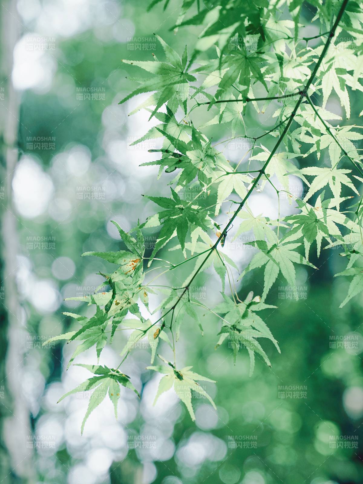 绿叶映光 清新自然图片