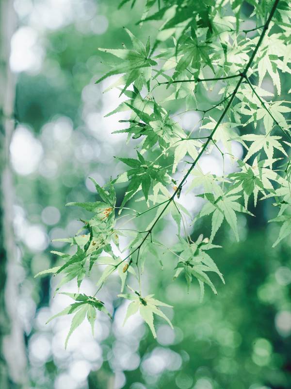 绿叶映光 清新自然图片