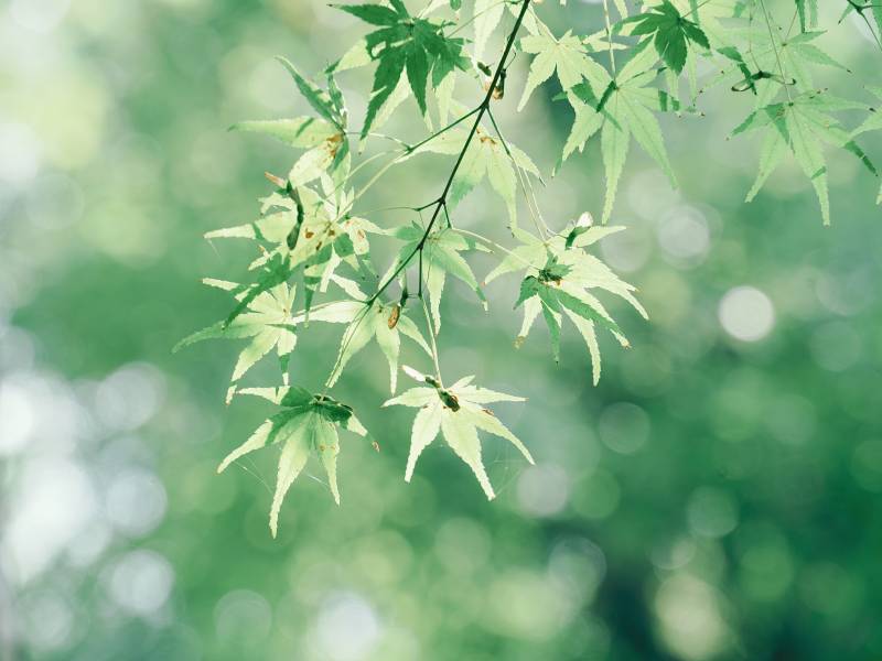 绿叶轻舞 春意盎然图片