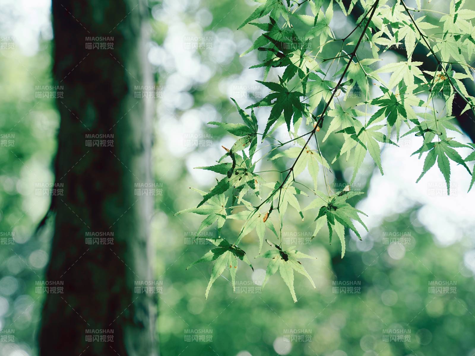 绿叶映衬树干的宁静图片