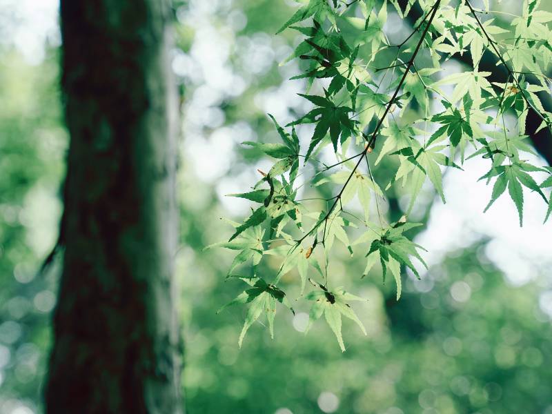 绿叶映衬树干的宁静图片