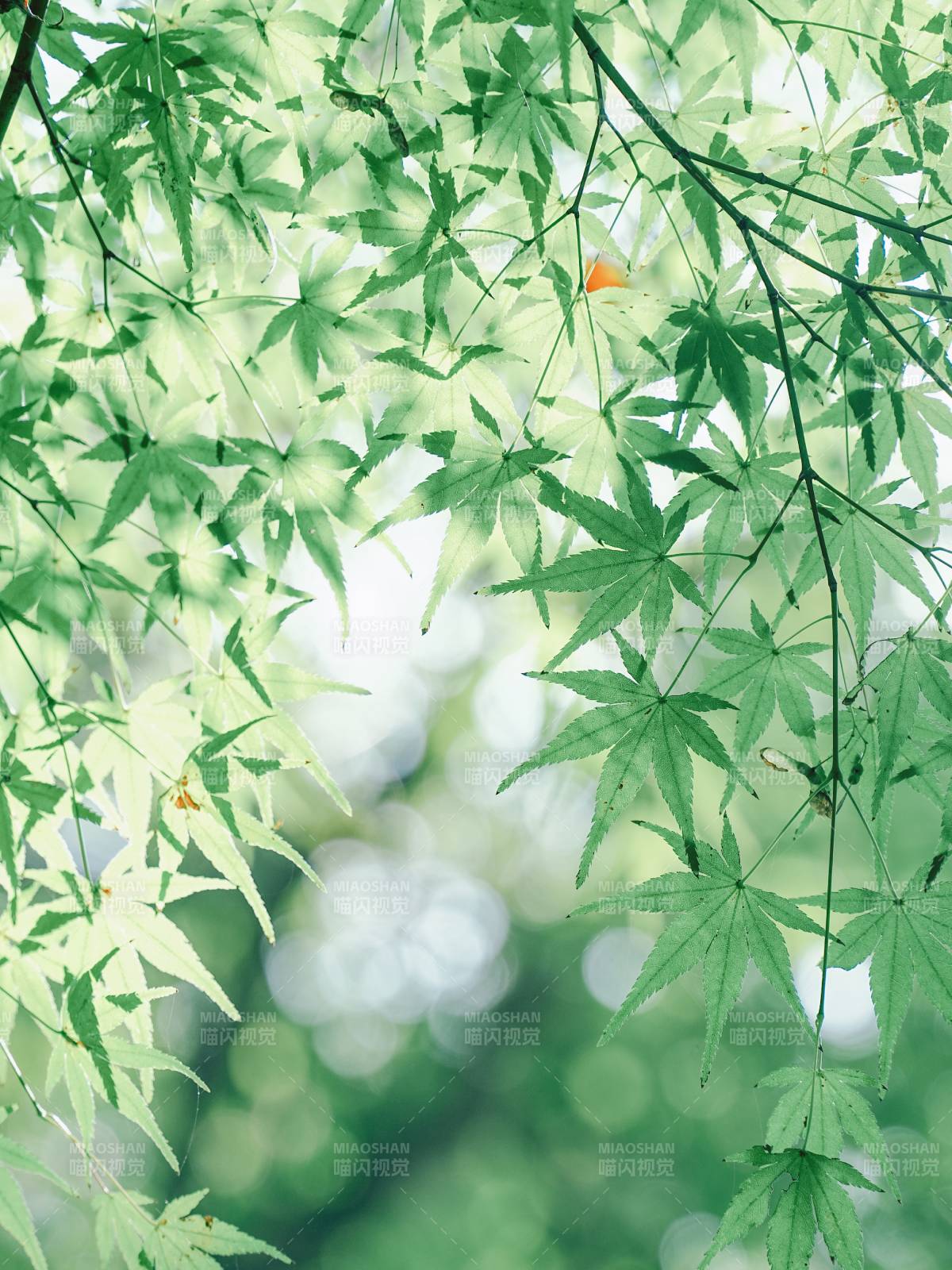 绿叶映衬 生机盎然图片