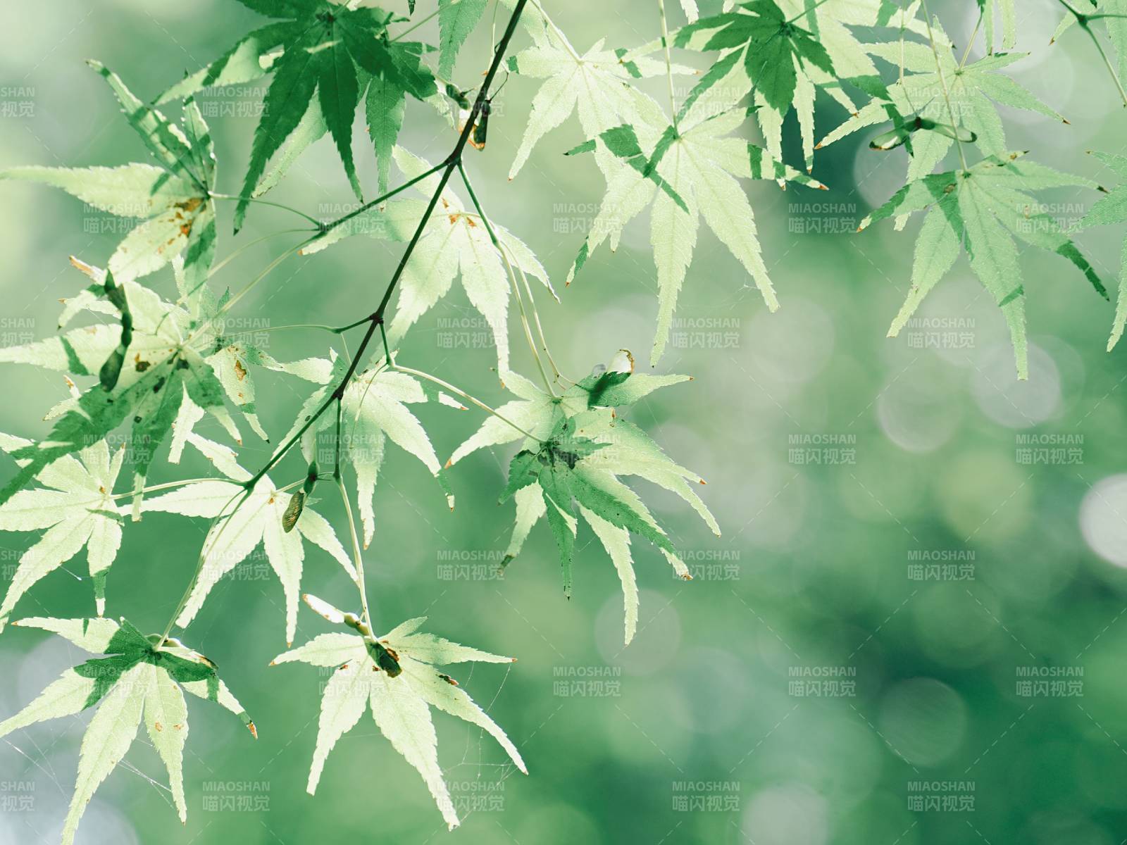 绿叶轻舞 春意盎然图片