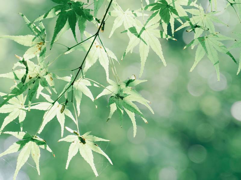 绿叶轻舞 春意盎然图片