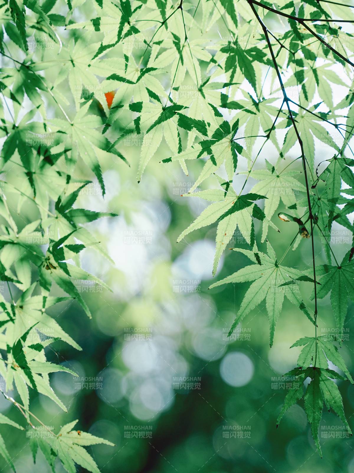 绿叶婆娑 光影斑驳图片