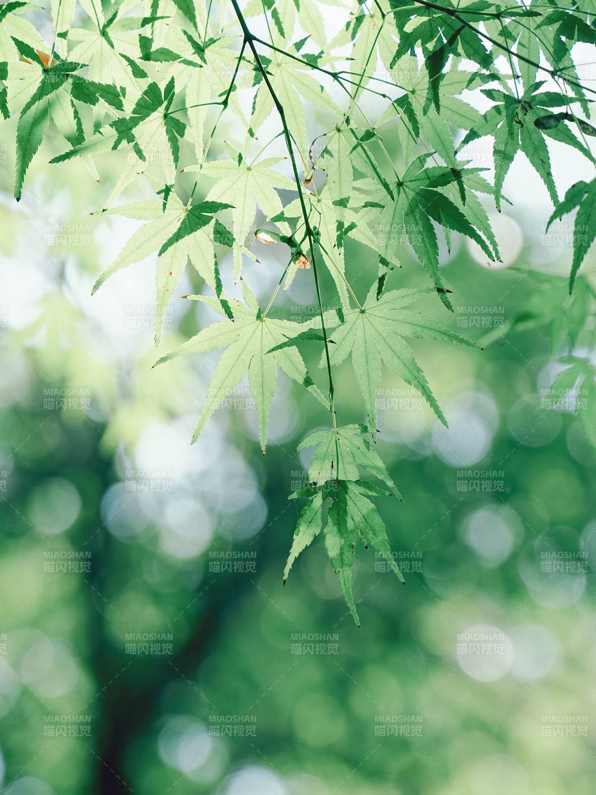 绿叶轻舞 春意盎然图片