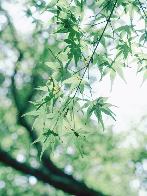 绿叶映衬 自然清新图片