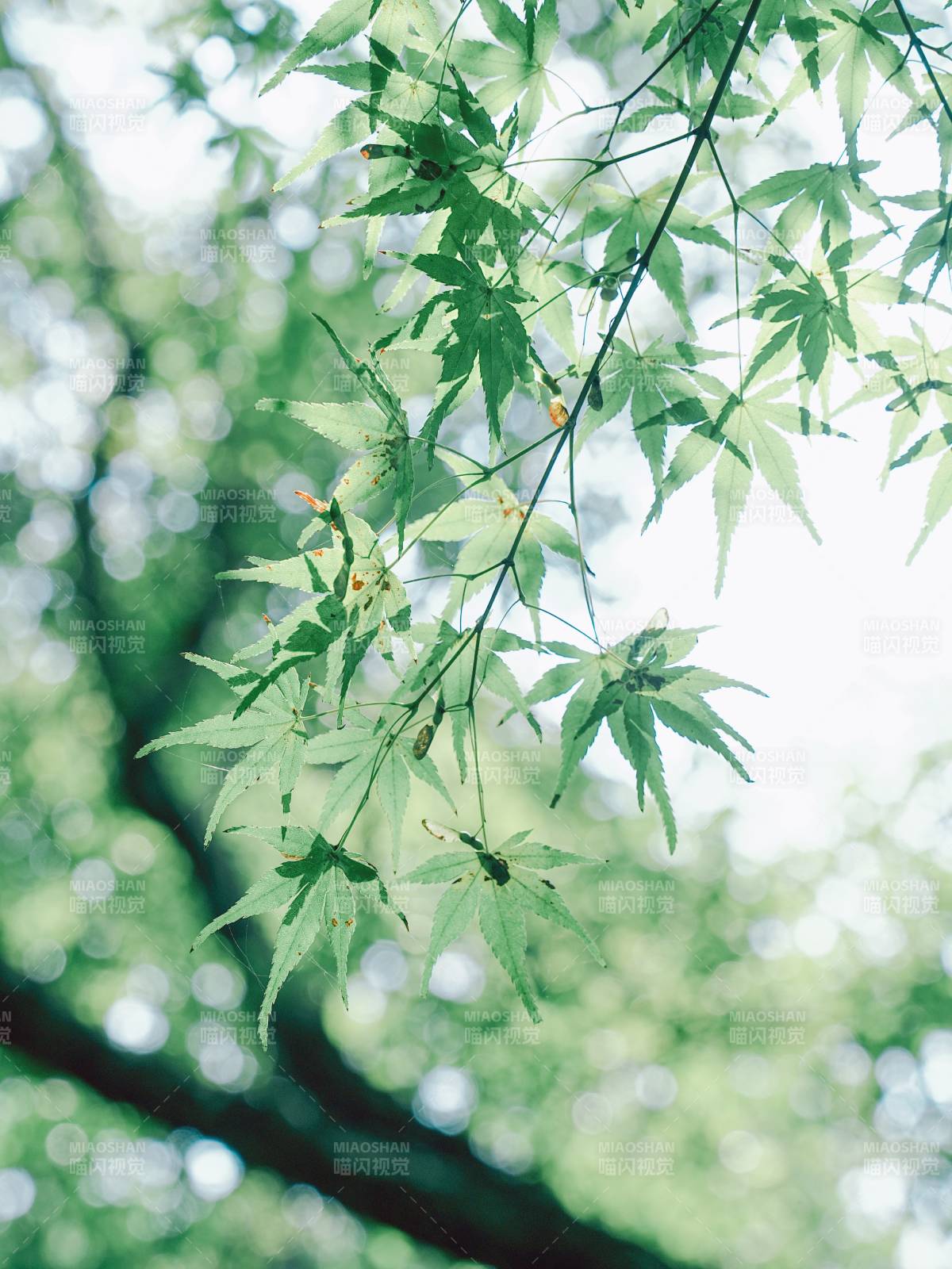 绿叶映衬 自然清新图片