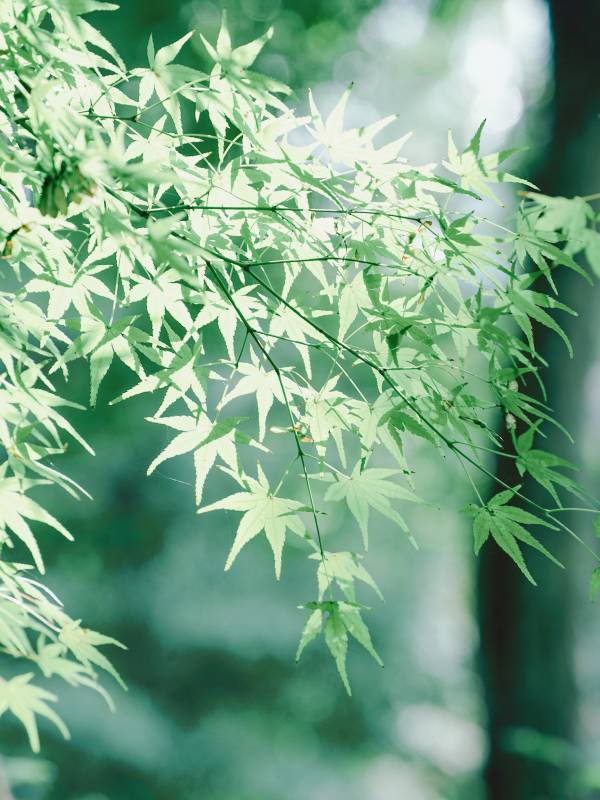 绿叶映光 清新自然图片