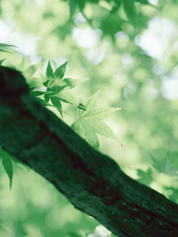 绿叶映衬树干生机勃勃图片