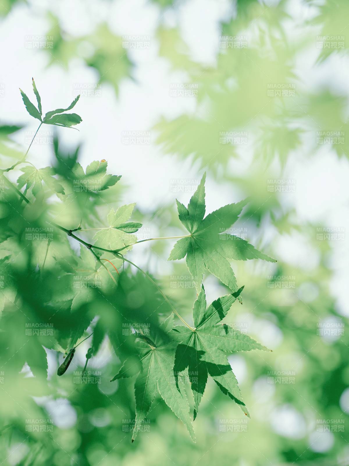 绿叶映春光 清新自然景图片