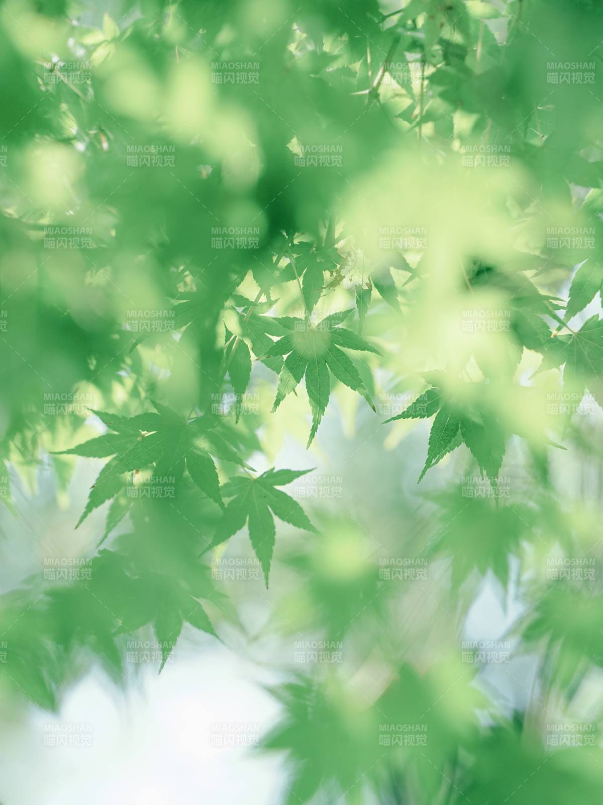 绿叶轻舞 自然清新图片