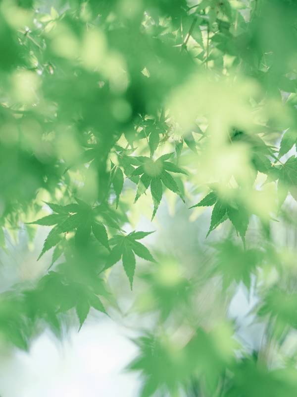 绿叶轻舞 自然清新图片