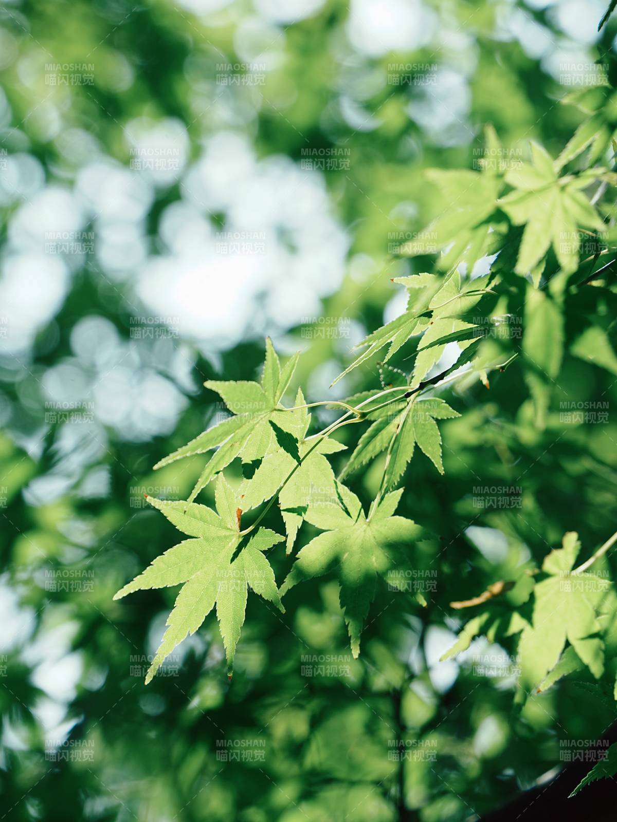 绿叶映阳光 生机盎然图片