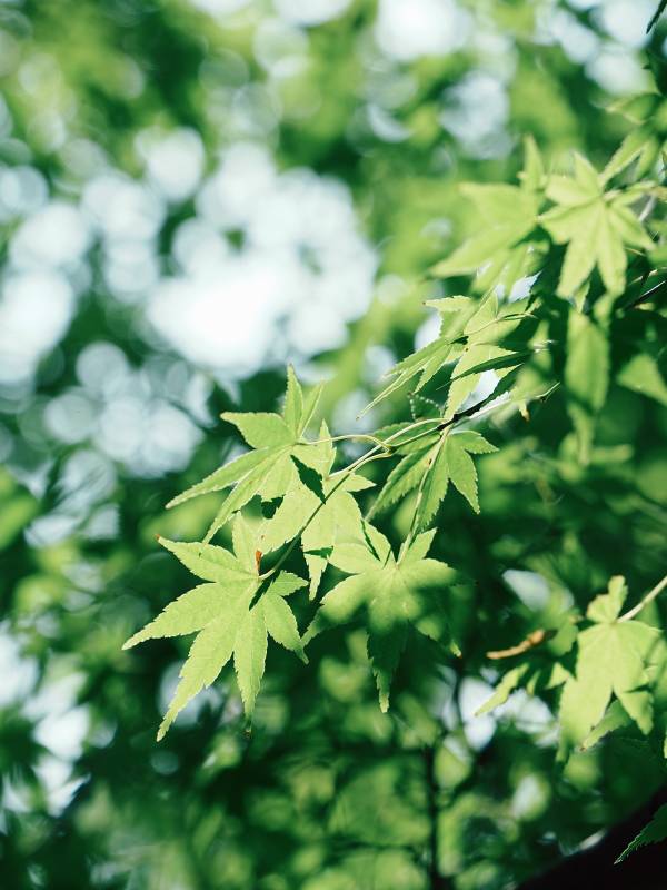 绿叶映阳光 生机盎然图片