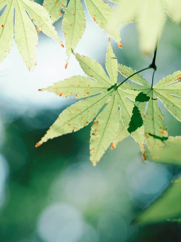 绿叶映衬自然之美图片