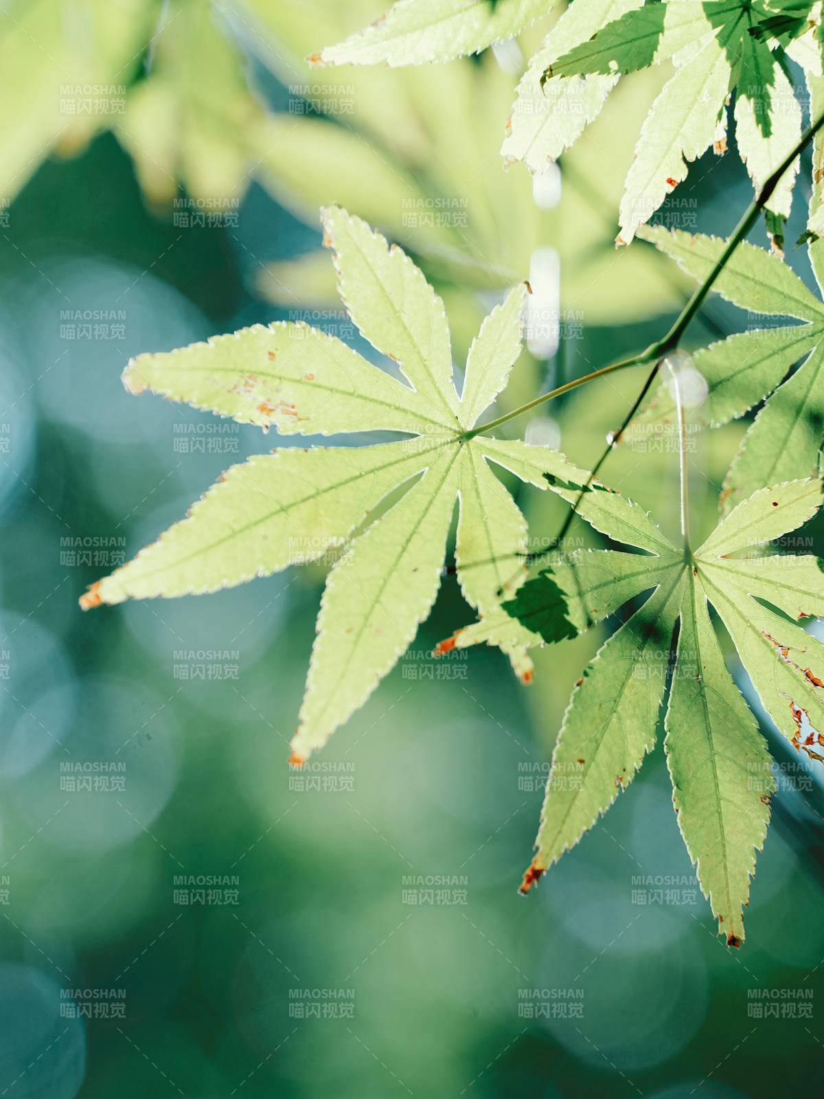 绿叶映衬自然之美图片