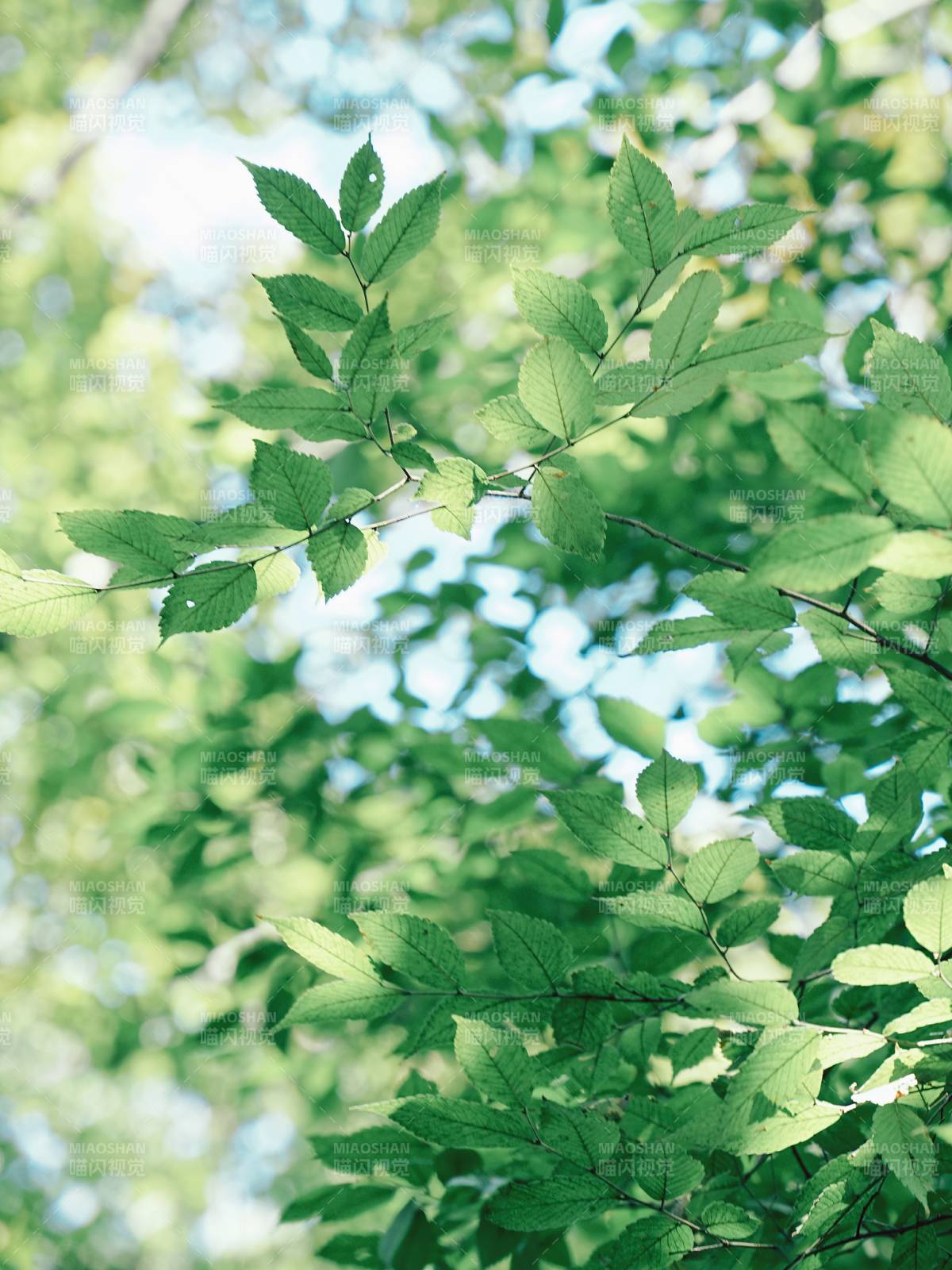 绿叶映蓝天 生机盎然图片