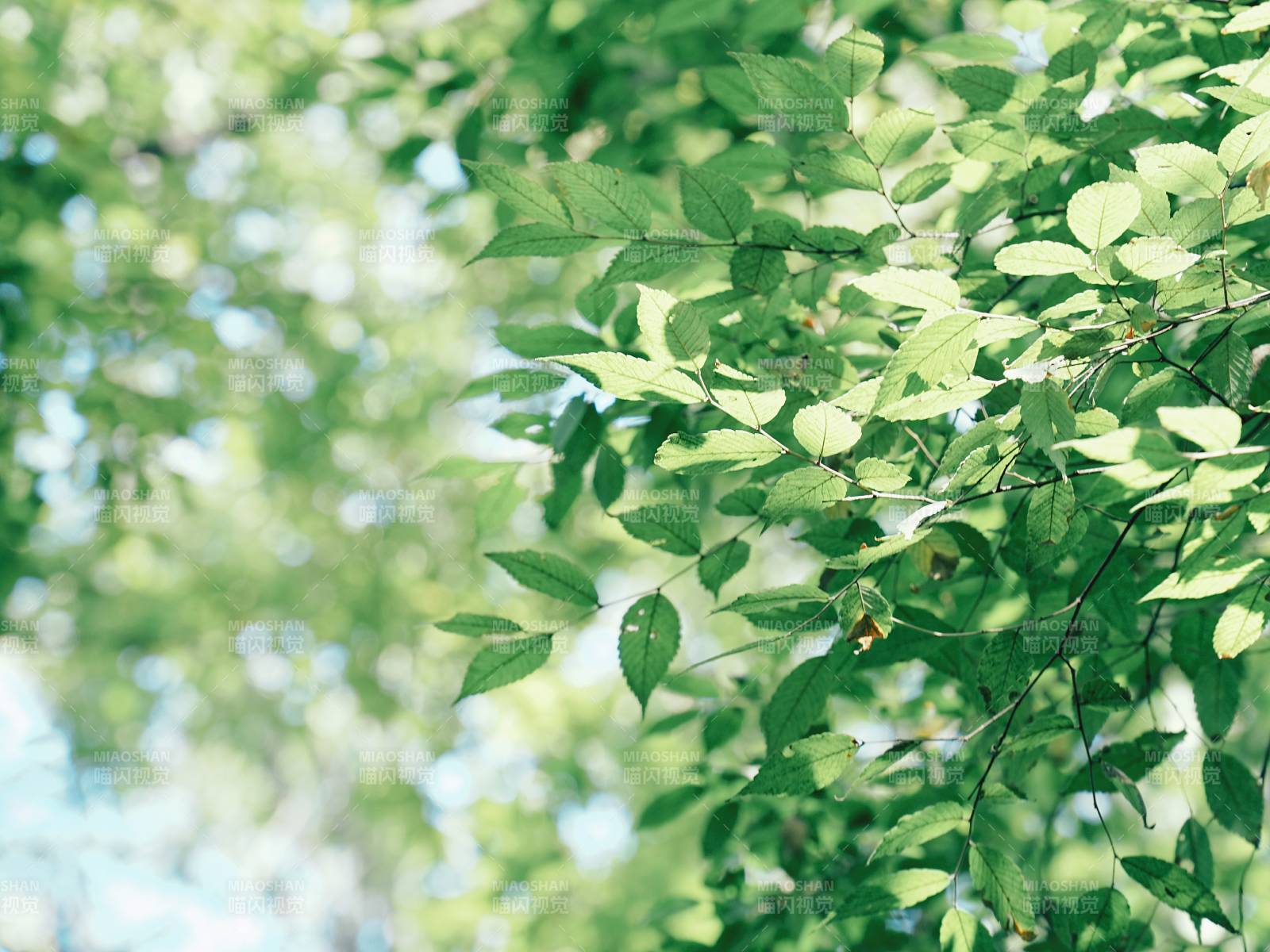 绿叶轻舞 阳光明媚图片