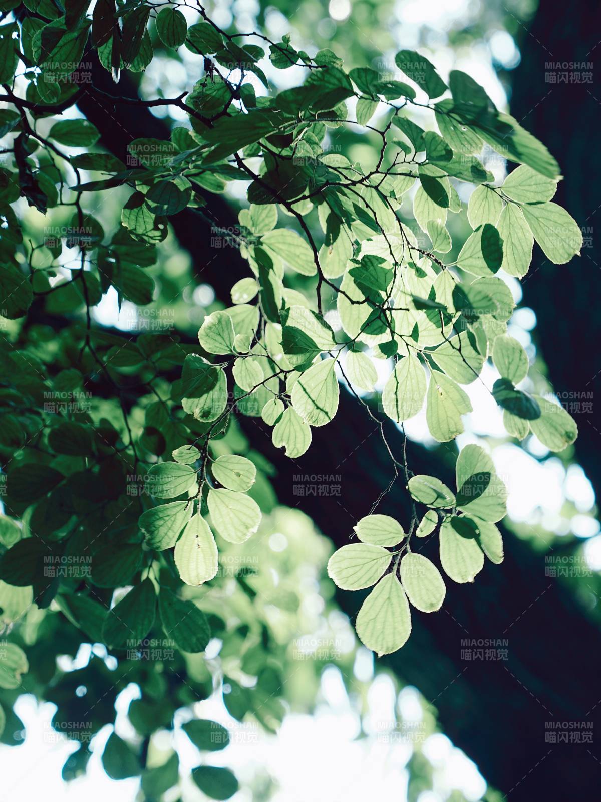 阳光穿透绿叶的瞬间图片