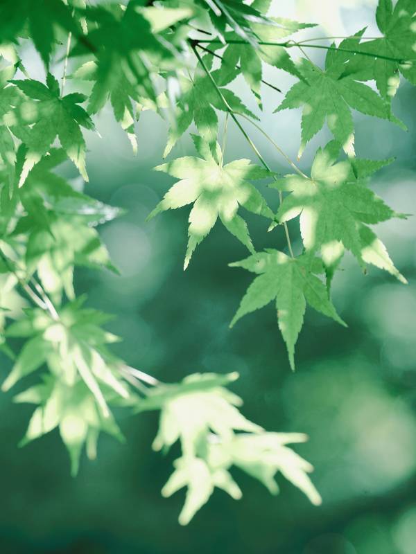 绿叶光影 清新自然图片